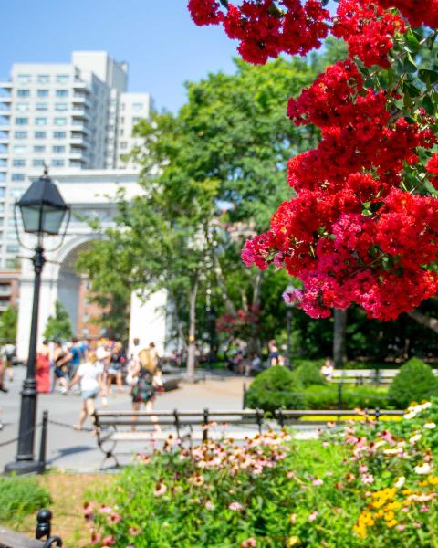 Red flowers in Washington Square Park.
